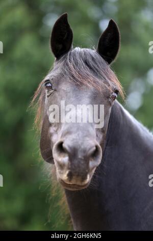 Portrait close up of a beautiful young stallion. Head shot of a purebred morgan horse at a rural ranch Stock Photo