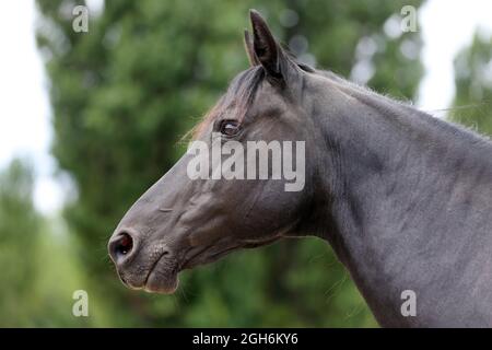 Portrait close up of a beautiful young stallion. Head shot of a purebred morgan horse at a rural ranch Stock Photo