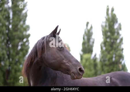 Portrait close up of a beautiful young stallion. Head shot of a purebred morgan horse at a rural ranch Stock Photo