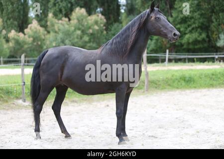 Portrait close up of a beautiful young stallion. Head shot of a purebred morgan horse at a rural ranch Stock Photo