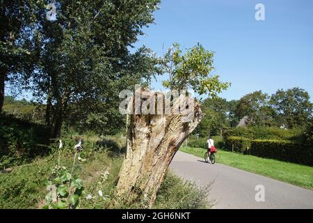 Old, dead tree stump with a young tree growing on it along a road near the village of Bergen. Netherlands, late summer, September. Stock Photo