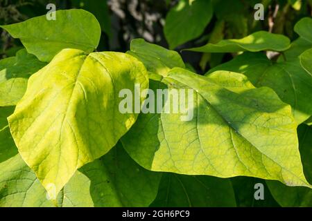 The large leaves of an Indian bean tree, Catalpa bignonioides. Stock Photo