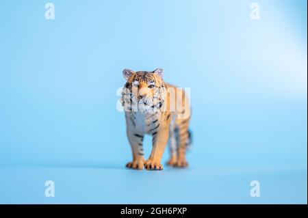 the tiger, symbol of 2022 year. plastic orange toy figure tiger on a blue background Stock Photo