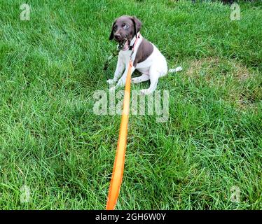 cute puppy sitting in the green grass on a leash Stock Photo