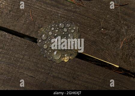 drops of water on an autumn fallen leaf lying on the porch Stock Photo