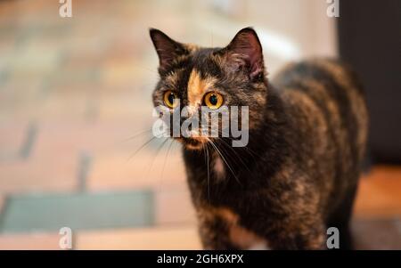British Shorthair domestic cat with tortoiseshell coat looking at something with interest. Stock Photo
