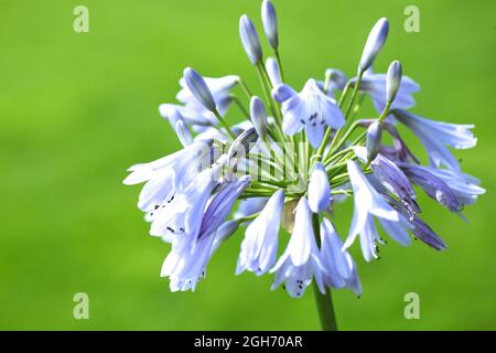 Close- up of African Lily  / Agapanthus africanus ' Blue Moon ' variety Stock Photo