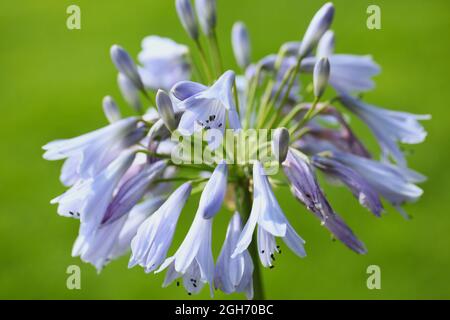 Close- up of African Lily  / Agapanthus africanus ' Blue Moon ' variety Stock Photo