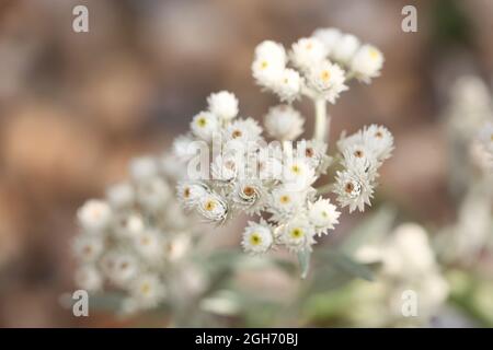 Three-nerved pearly everlasting  'Sommerschnee ' (Anaphalis triplinervis ) Stock Photo