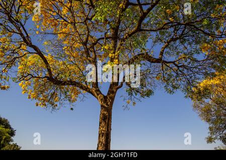 A big and beautiful yellow Ipe flower with blue sky in the background. Stock Photo