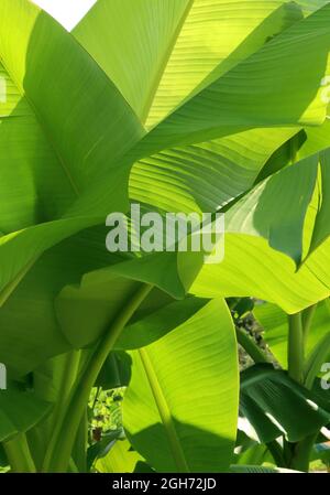 Background from banana leaves. Green tropical plants in jungle. Stock Photo