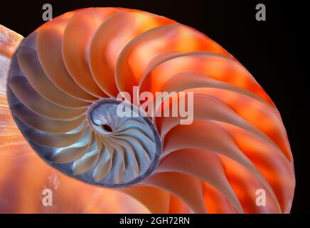 Nautilus: this is a cross-section of a nautilus shell showing its beautiful, spiral chambered structure with special bright, back-lighting.. Stock Photo