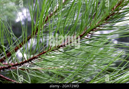 Green pine needles close-up. Evergreen plant in macro style. Winter plant. Stock Photo