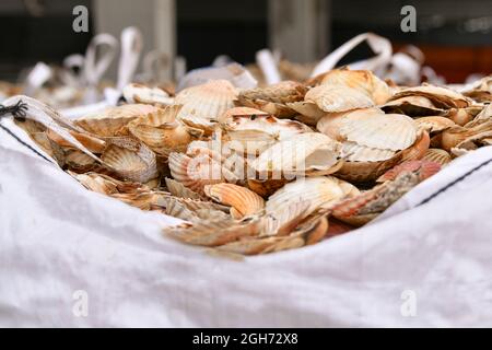 Bags with empty scallop shell for processing Zero waste Stock Photo