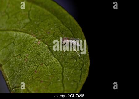 Small Adult Nematoceran Fly of the Suborder Nematocera Stock Photo