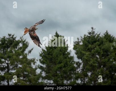 A Red Kite, Milvus milvus, with red wing tags with the ID E7, flying in front of conifer trees on a cloudy day. Central Scotland. Stock Photo