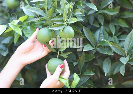 Female hand holds green unripe orange on tree in garden Stock Photo