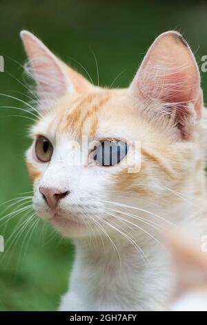 Cute cat with one blue eye different from the other. Green nature background. Camaçari, Bahia, Brazil. Stock Photo