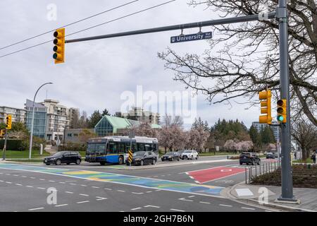 Vancouver, BC, Canada - March 26 2021 : University Blvd street view in spring time with cherry blossom in full bloom. University of British Columbia U Stock Photo