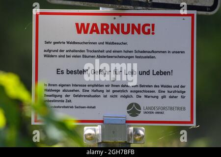Oberharz Am Brocken, Germany. 02nd Sep, 2021. A sign from the Saxony-Anhalt State Forestry Office warns of the dangers posed by dead trees in the forest. The drought of 2019 and 2020 and the bark beetle had caused a large part of the spruce trees in the Harz to die. Now the dead wood areas are cleared and the wood is transported away. Credit: Klaus-Dietmar Gabbert/dpa-Zentralbild/ZB/dpa/Alamy Live News Stock Photo