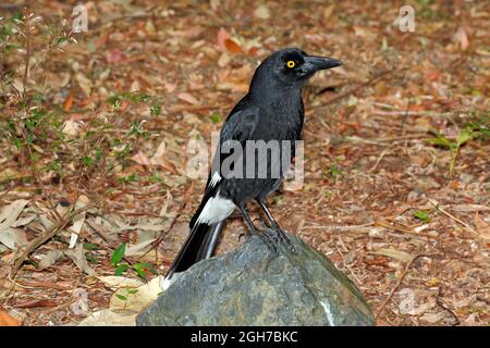 Australian Pied Currawong, Strepera graculina. These birds are are voracious nest predators and are found across eastern Australia. Coffs Harbour, NSW Stock Photo