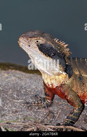 Eastern Water Dragon, Intellagama lesueurii lesueurii, previously described as Physignathus lesueurii. Large male animal showing the red chest. Stock Photo