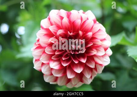 A mix of red and white petals on a dahlia flower, Wallpaper concept flower pictures in the blooming stage Stock Photo