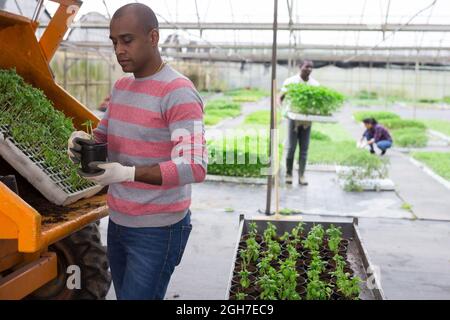 Latin american farmer preparing seedlings for sale in greenhouse Stock Photo
