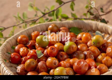 Ziziphus jujuba, commonly called jujube, also known as Chinese date, Chinese apple, Indian plum, Indian jujube, Musawu or Maçanica Stock Photo