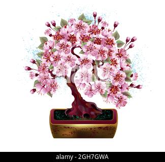 Artistically drawn, pink, Japanese cherry blossom bonsai in golden ceramic flower pot against white background. Stock Vector