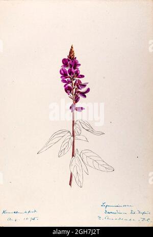 File:Hymenophyllum caespitosum.jpg - Wikispecies