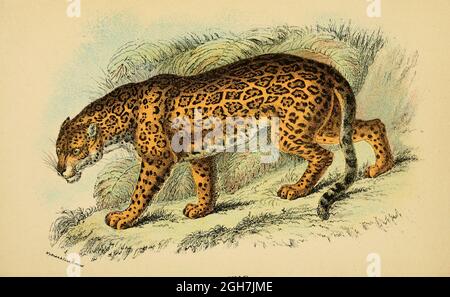 jaguar (Panthera onca Here As Felis onca) From the book ' A handbook to the carnivora : part 1 : cats, civets, and mongooses ' by Richard Lydekker, 1849-1915 Published in 1896 in London by E. Lloyd Stock Photo