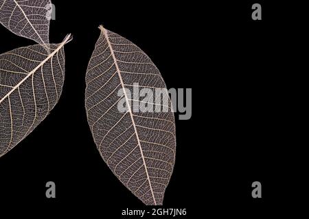 Veins of dry leaves , isolated, on black background Stock Photo