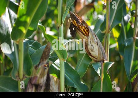Selective focus photo of corn cob in organic corn field Stock Photo