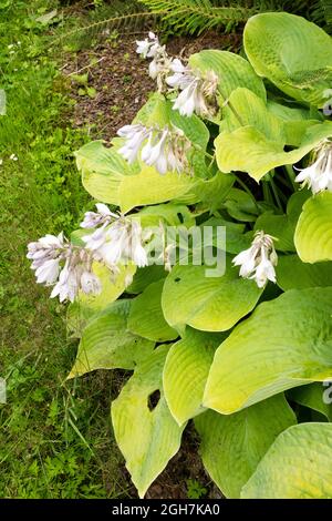 Hosta garden border Hosta Sieboldiana Semperaurea Stock Photo