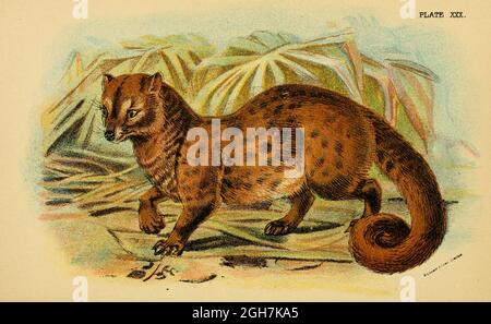 Asian palm civet (Paradoxurus hermaphroditus), also called common palm civet, toddy cat and musang, is a viverrid native to South and Southeast Asia. From the book ' A handbook to the carnivora : part 1 : cats, civets, and mongooses ' by Richard Lydekker, 1849-1915 Published in 1896 in London by E. Lloyd Stock Photo