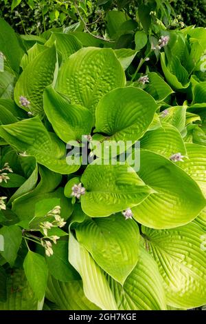 Hosta garden large leaves Hosta 'Sum and Substance' Stock Photo