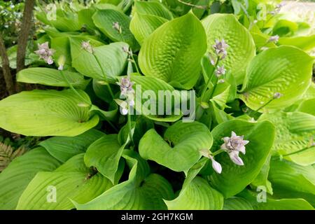 Hosta garden large leaves Hosta 'Sum and Substance' Stock Photo