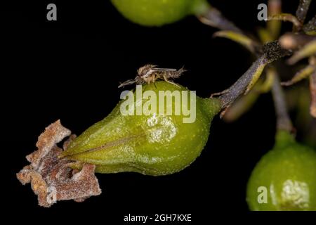 Small Adult Nematoceran Fly of the Suborder Nematocera Stock Photo