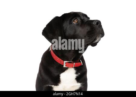 portrait of black cane corso puppy looking up, wearing red collar around neck, looking up side and sitting isolated on white background in studio Stock Photo