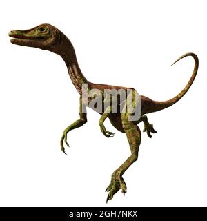 Compsognathus longipes, small dinosaur from the Late Jurassic period, isolated on white background, 3d paleoart rendering Stock Photo
