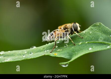 Common drone fly, closeup. Sitting on a leaf with water droplets after rain. Side view, Blurred natural green background. Genus Eristalix tenax. Stock Photo