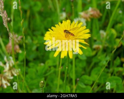 marmalade hoverfly gathering nectar from bright yellow narrow leaved hawkweed Stock Photo