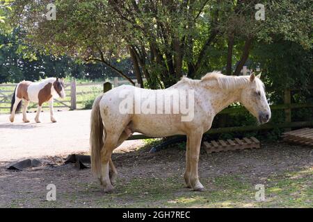 spotty white horse standing in the shade on hot summer day Kent, England Stock Photo