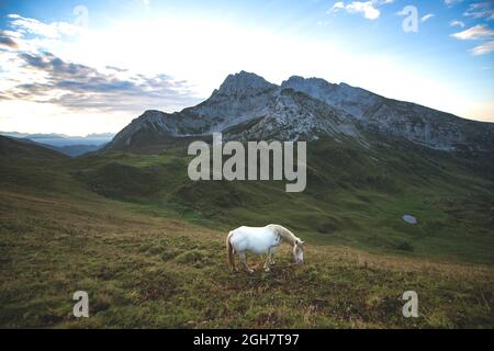 A horse grazes high in the mountains Stock Photo
