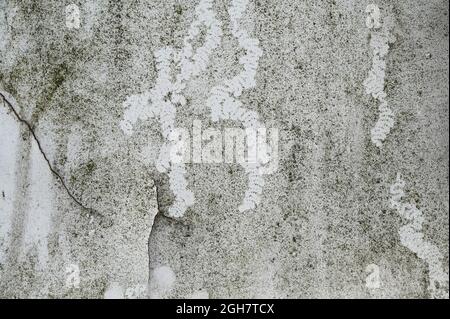 abstract grunge background texture, surface of an old wall with cracked white paint and speckles of algae, copy space Stock Photo