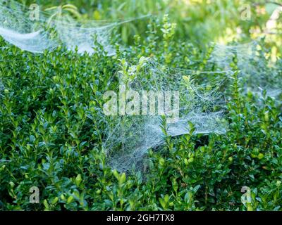 Spider mite infestation on a hedge in the garden Stock Photo