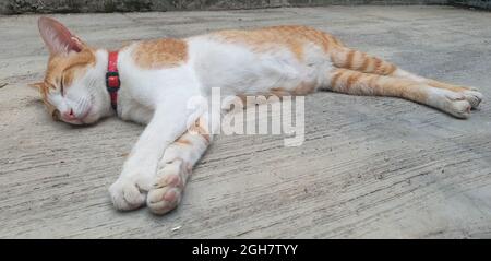 little cat sleep on the concrete floor Stock Photo