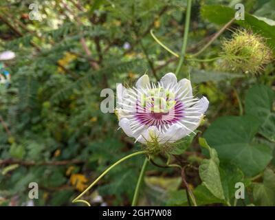 Beautiful passion flower in a garden Stock Photo