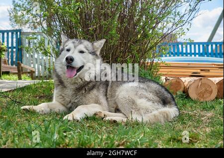 Husky dog lies on a grass on a summer day Stock Photo